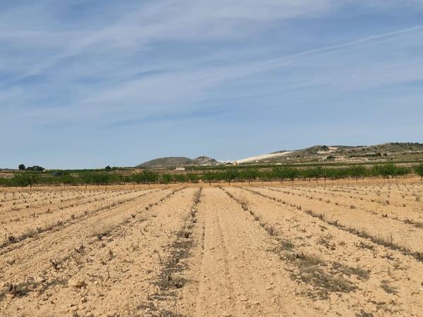 Terreno en Pinoso photo 1