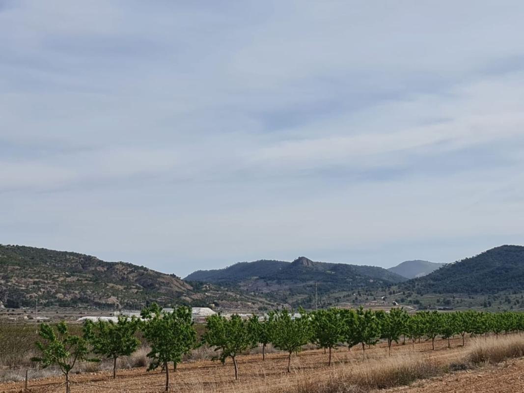 Terreno en venta en Pinoso, Alicante photo 2