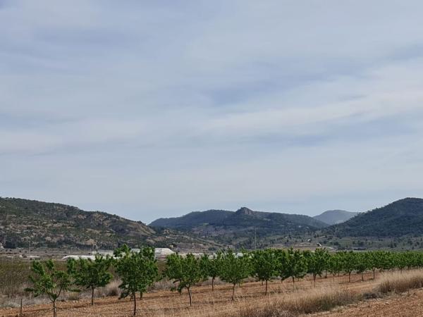 Terreno en Pinoso photo 2