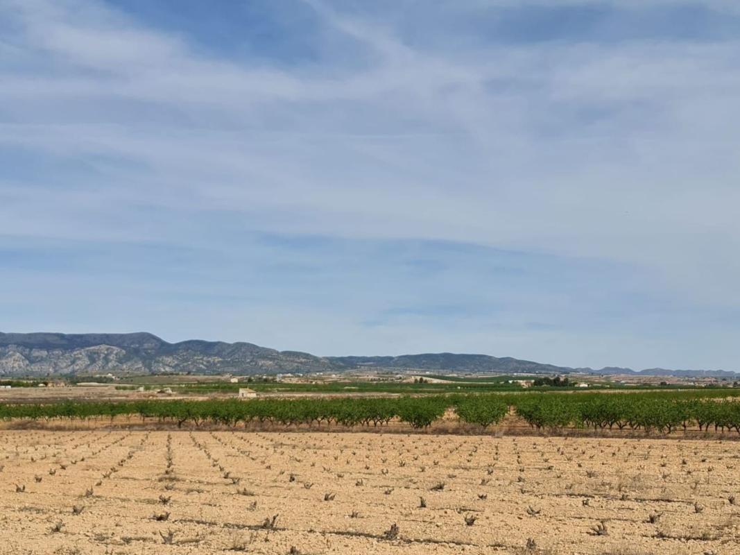 Terreno en venta en Pinoso, Alicante photo 3