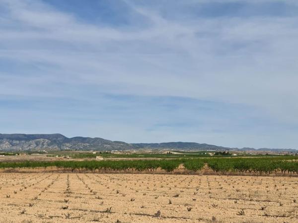 Terreno en Pinoso photo 3
