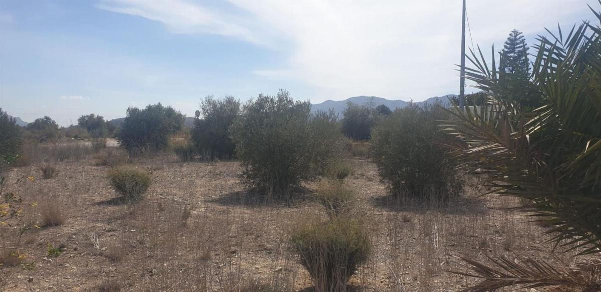 Terreno en venta en Benferri, Alicante photo 5