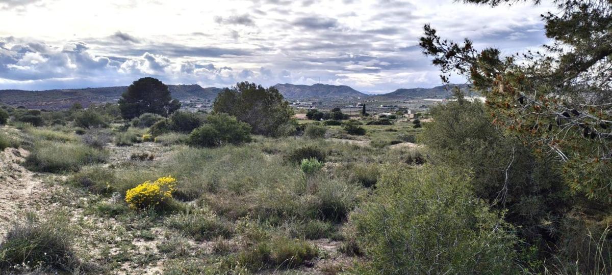 Terreno en venta en Elche / Elx, Alicante photo 1