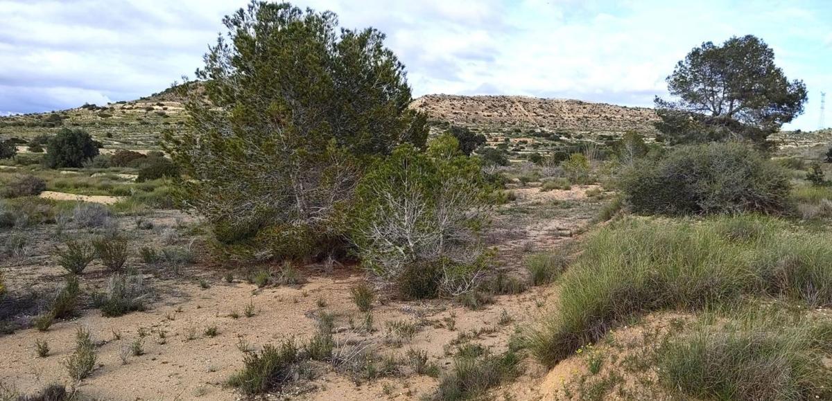 Terreno en venta en Elche / Elx, Alicante photo 2
