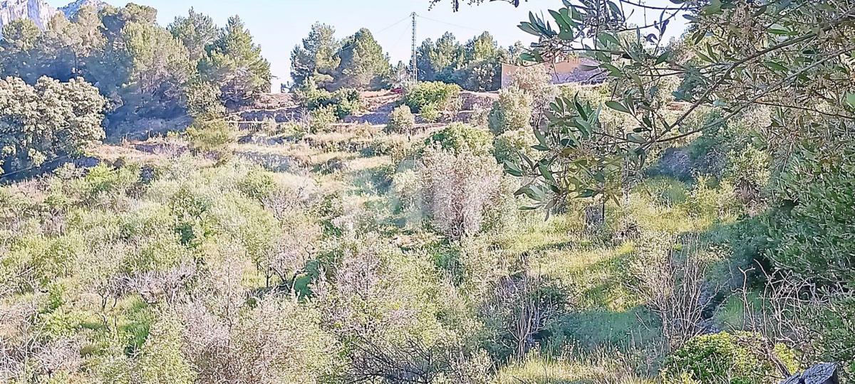 Terreno en venta en Tarbena, Alicante photo 5