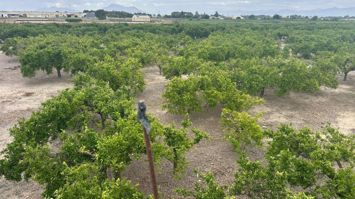 Участок земли на продажу в Форментера дель Сегура, Аликанте photo 3