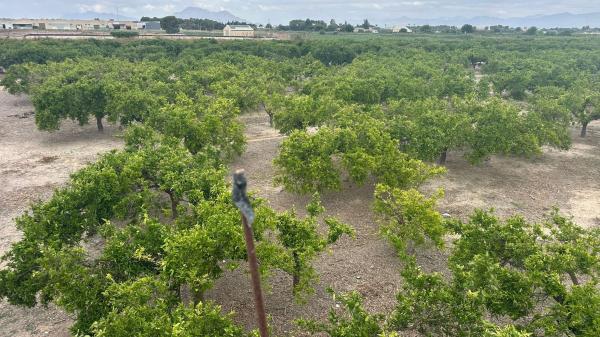 Terreno en Vereda del rincon, 1, Formentera del Segura photo 3