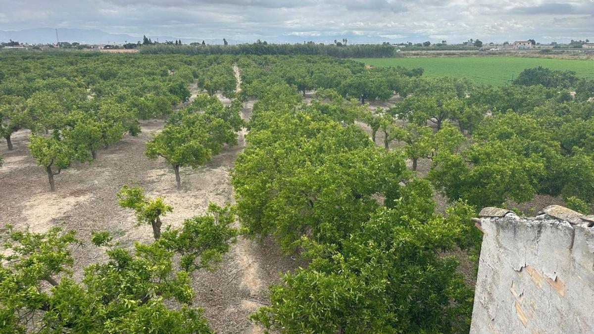 Участок земли на продажу в Форментера дель Сегура, Аликанте photo 5