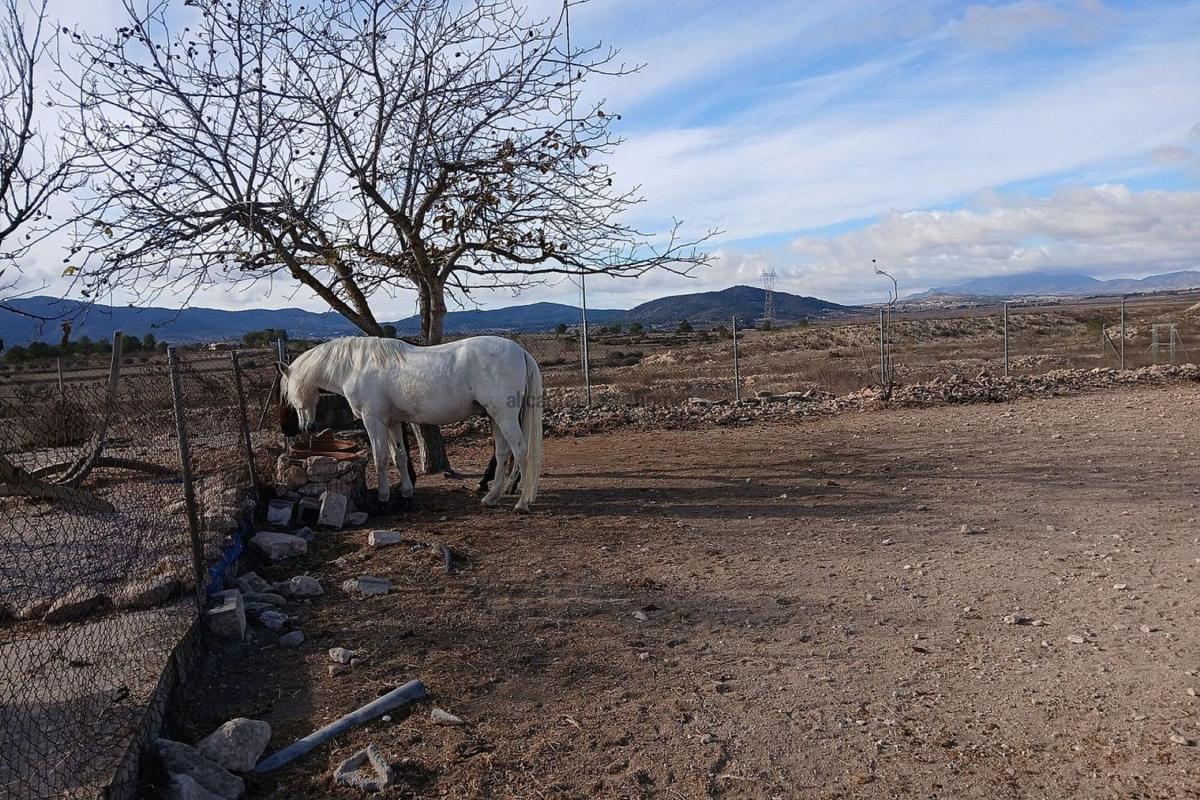 Sale of rural property in Finca rústica en Monovar , Monovar photo 5