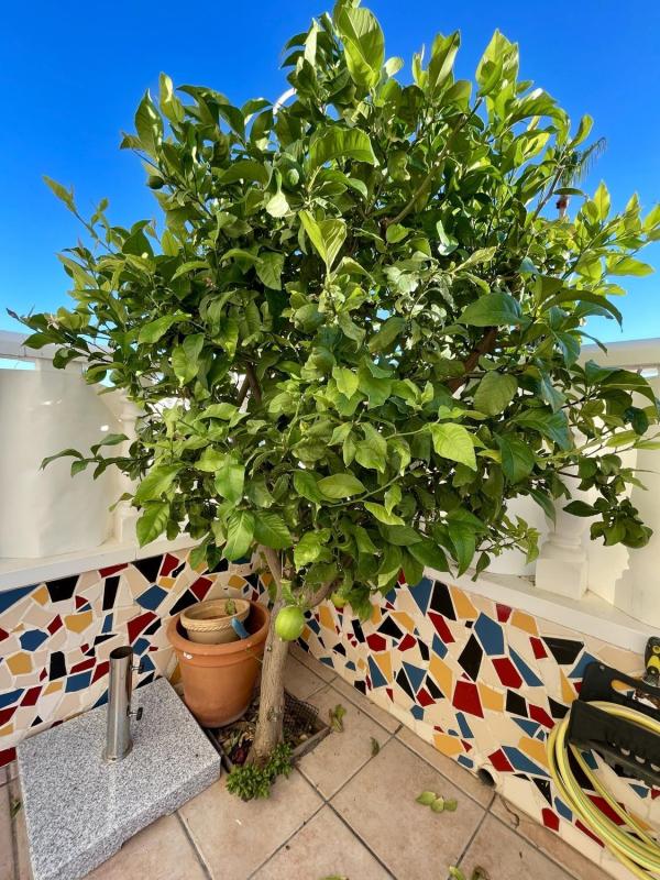 Properties for sale and rent in Spain photo 5