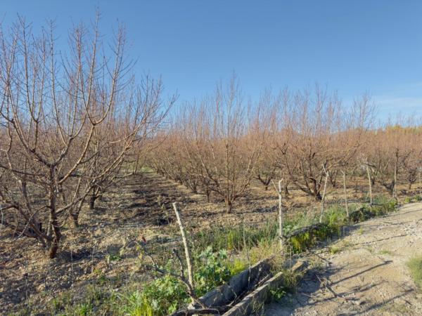 Rustic farm for sale in  Finca rústica en Beniarbeig , Beniarbeig photo 4