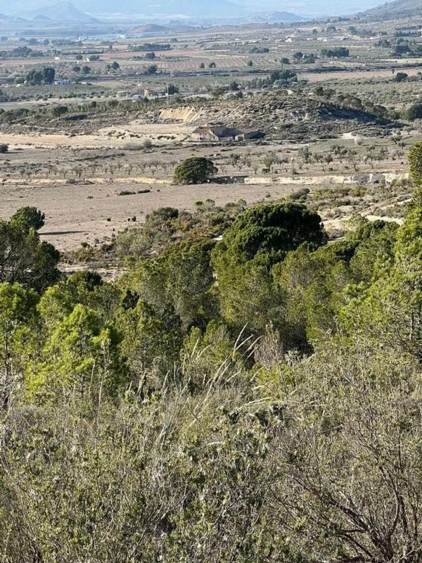 Venta de finca rústica en  Finca rústica en barranco del portugués, 1, Sax , Sax photo 2