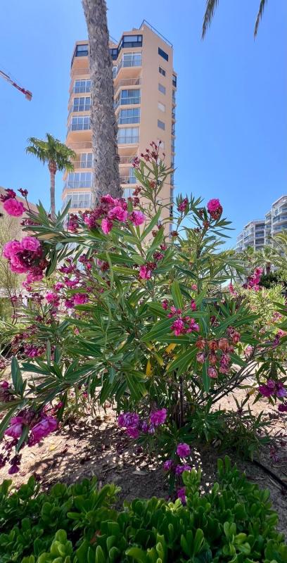 Venta de piso en Piso en Avenida Juan Carlos I, 32, Playa de Fossa-Levante, Calpe, Calpe
photo 2