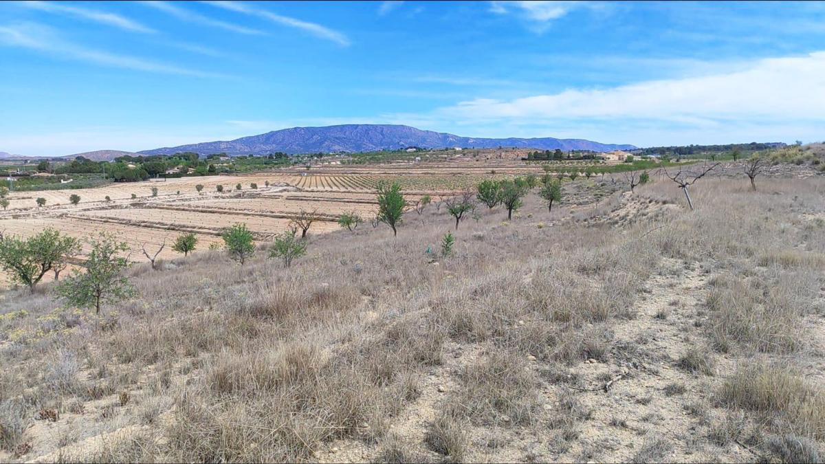 Terreno en venta en Pinoso, Alicante photo 4