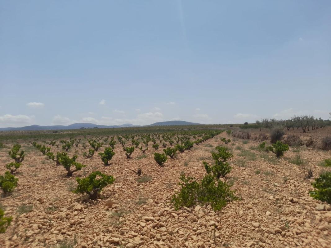 Terreno en venta en Pinoso, Alicante photo 1