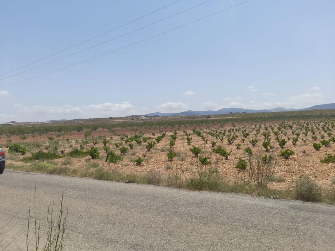 Terreno en venta en Pinoso, Alicante photo 2