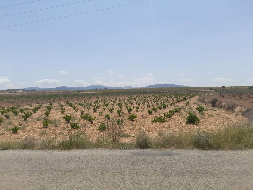 Terreno en venta en Pinoso, Alicante photo 3