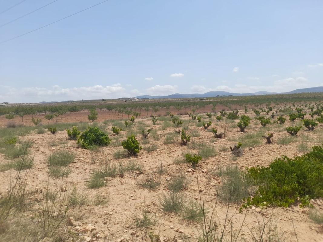 Terreno en venta en Pinoso, Alicante photo 5
