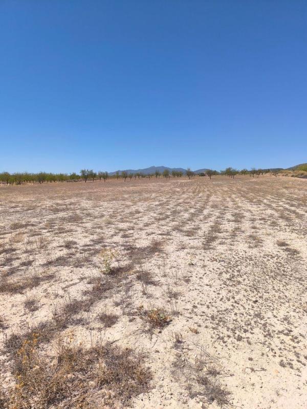 Land for sale in Pinoso, Alicante photo 2