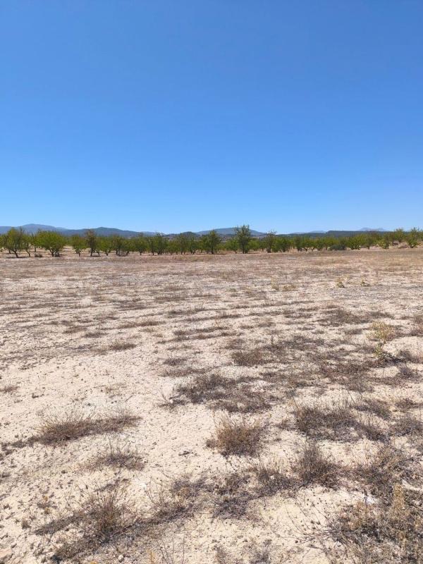 Land for sale in Pinoso, Alicante photo 3