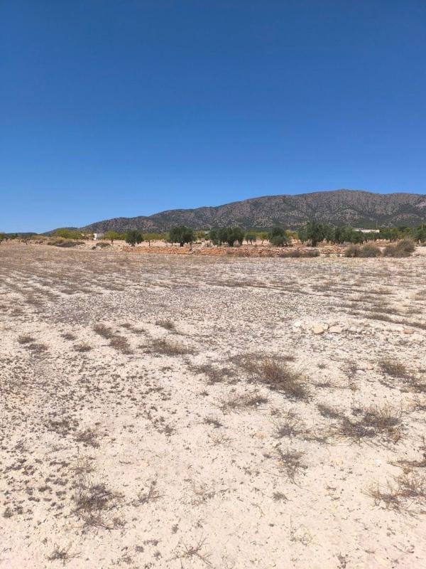 Land for sale in Pinoso, Alicante photo 4