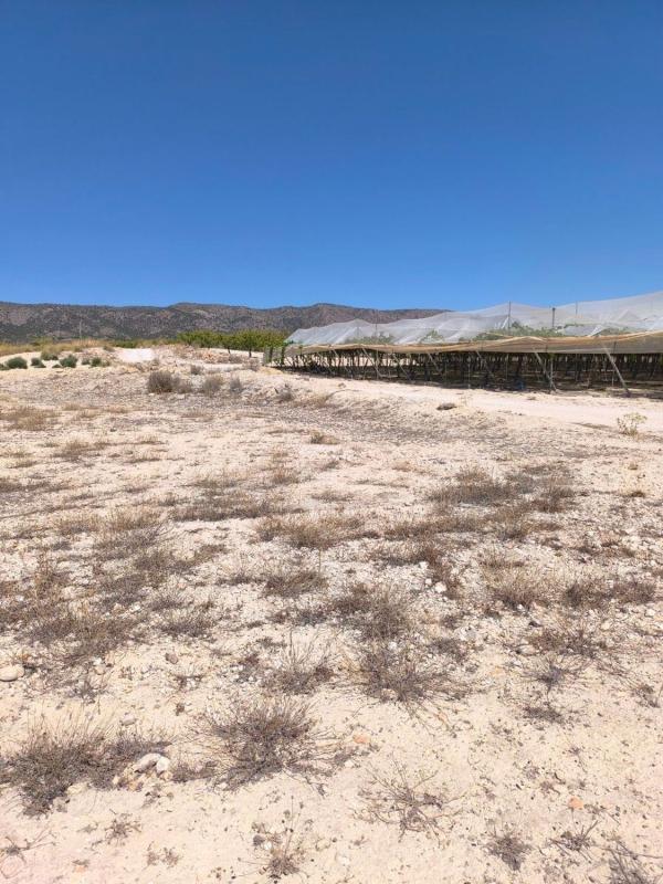 Land for sale in Pinoso, Alicante photo 5