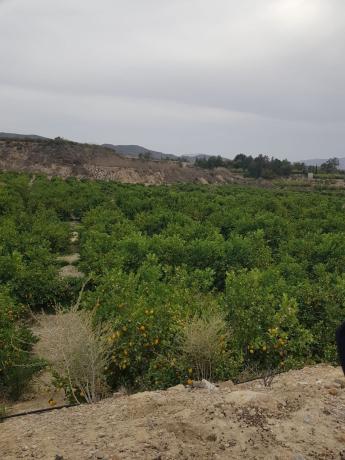 Terreno en Dehesa de Pinohermoso s/n, Desamparados-Hurchillo-Torremendo, Orihuela photo 3