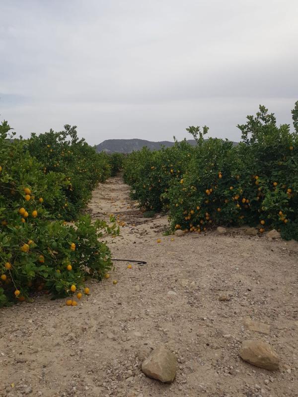 Działka na sprzedaż w Orihuela, Alicante photo 4