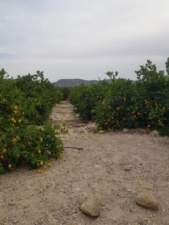 Terreno en Dehesa de Pinohermoso s/n, Desamparados-Hurchillo-Torremendo, Orihuela photo 4