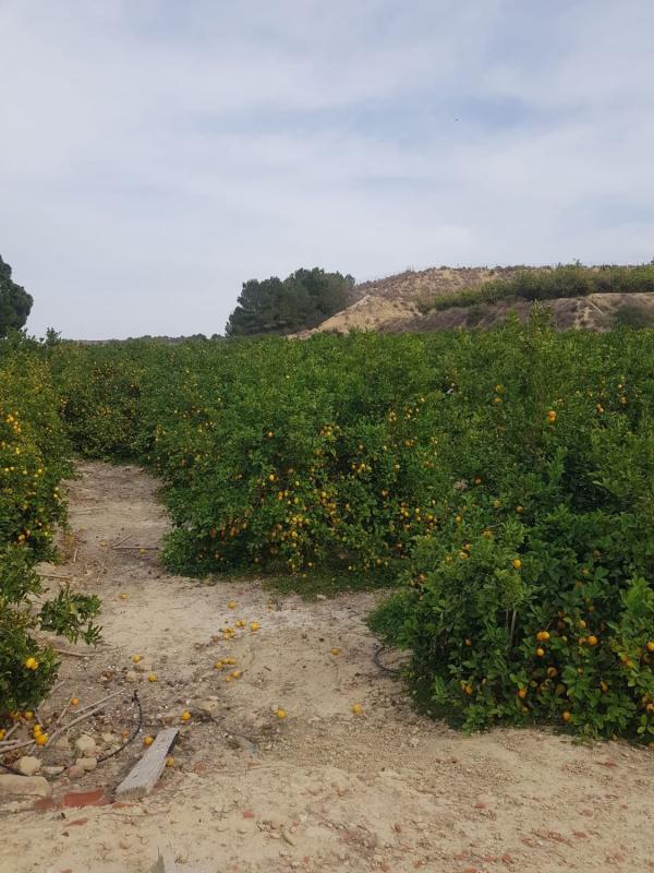 Działka na sprzedaż w Orihuela, Alicante photo 5