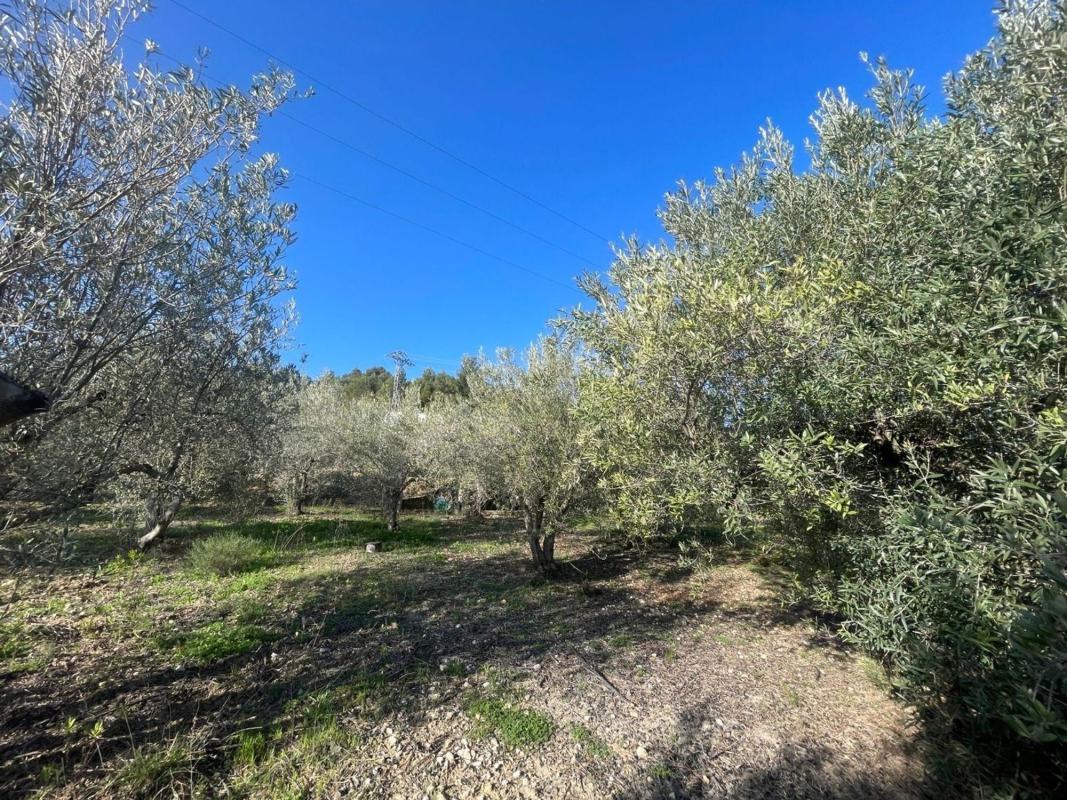 Land for sale in Benifato, Alicante photo 3