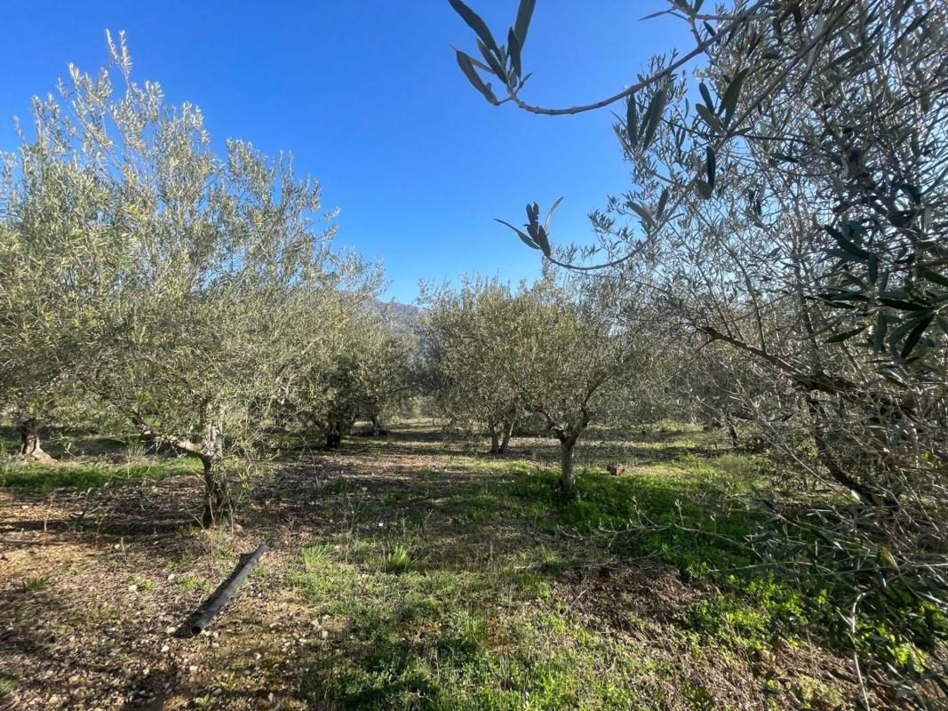 Land for sale in Benifato, Alicante photo 4