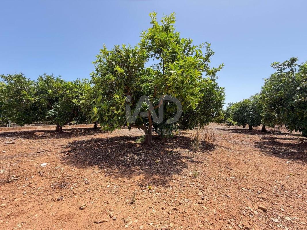 Land for sale in Ondara, Alicante photo 4
