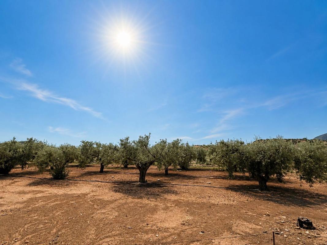 Land for sale in August, Alicante photo 2