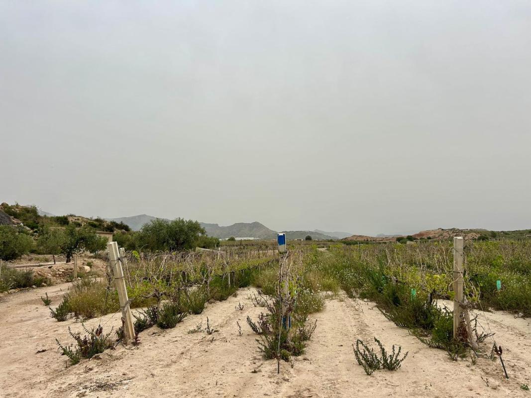 Land for sale in August, Alicante photo 4