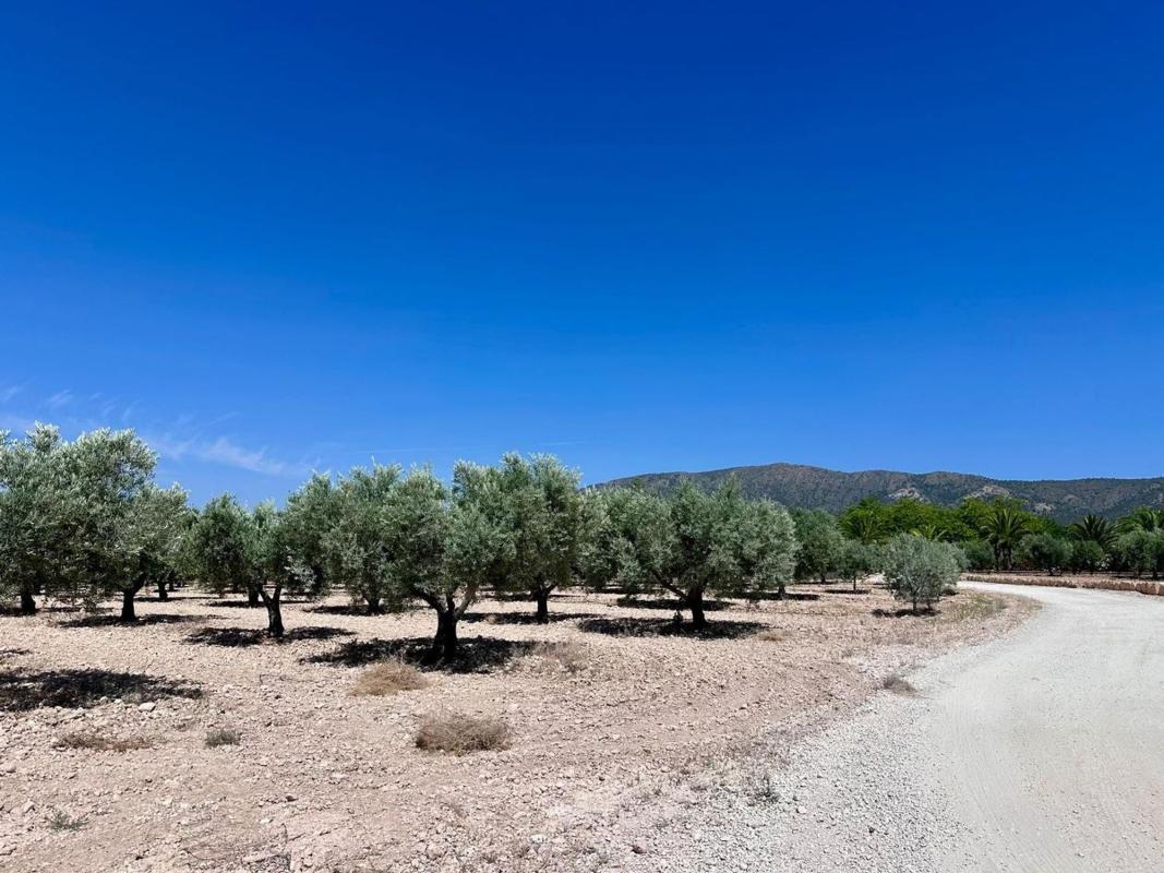 Terreno en venta en Monovar, Alicante photo 2