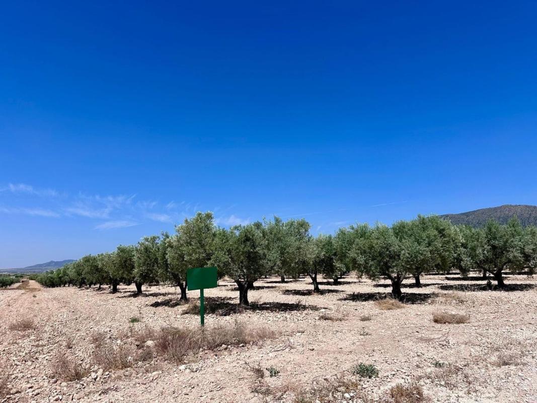 Terreno en venta en Monovar, Alicante photo 4