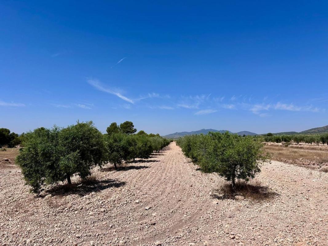 Terreno en venta en Monovar, Alicante photo 5