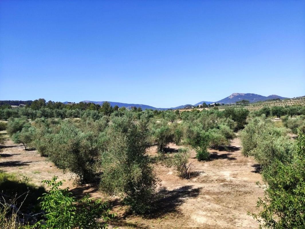 Properties for sale and rent in Spain photo 2