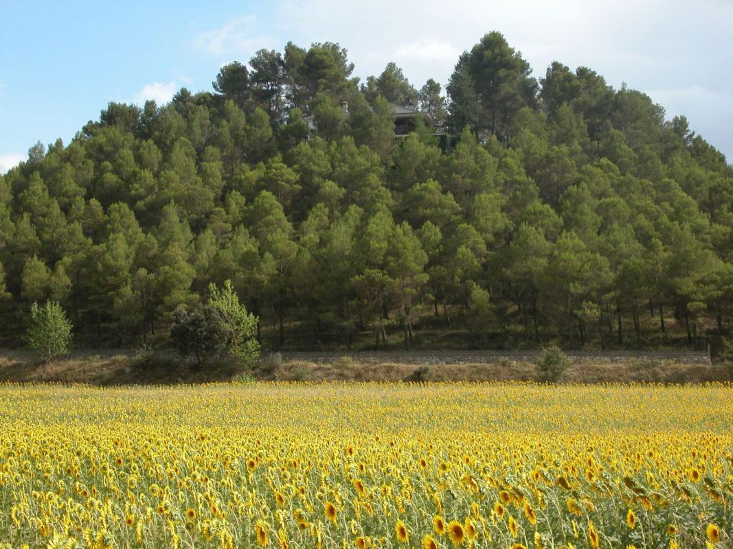 Propiedades en venta y alquiler en España photo 1