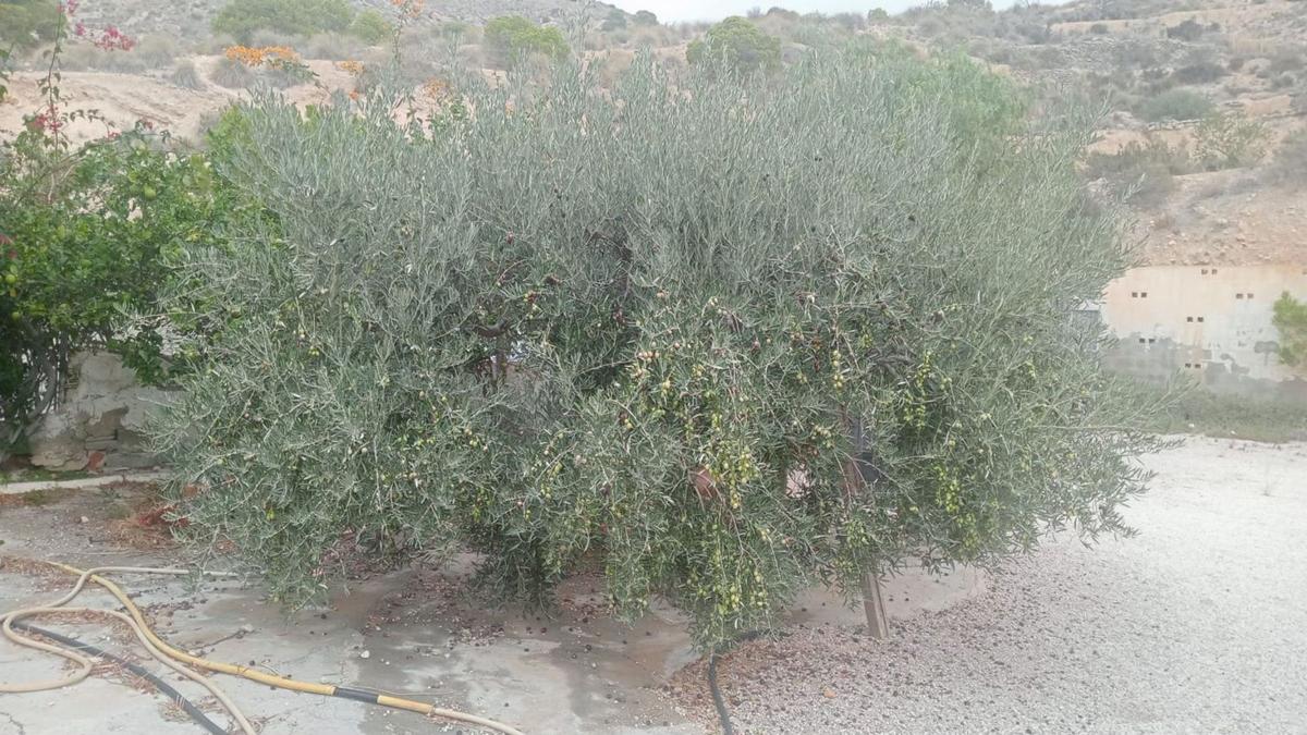 Propiedades en venta y alquiler en España photo 4