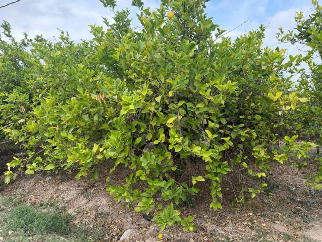 Venta de finca rústica en Finca rústica en Molins-Campaneta-San Bartolomé, Orihuela , Orihuela photo 5