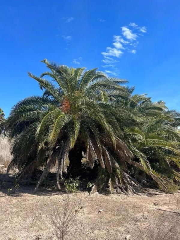 Land for sale in Crevillente, Alicante photo 1