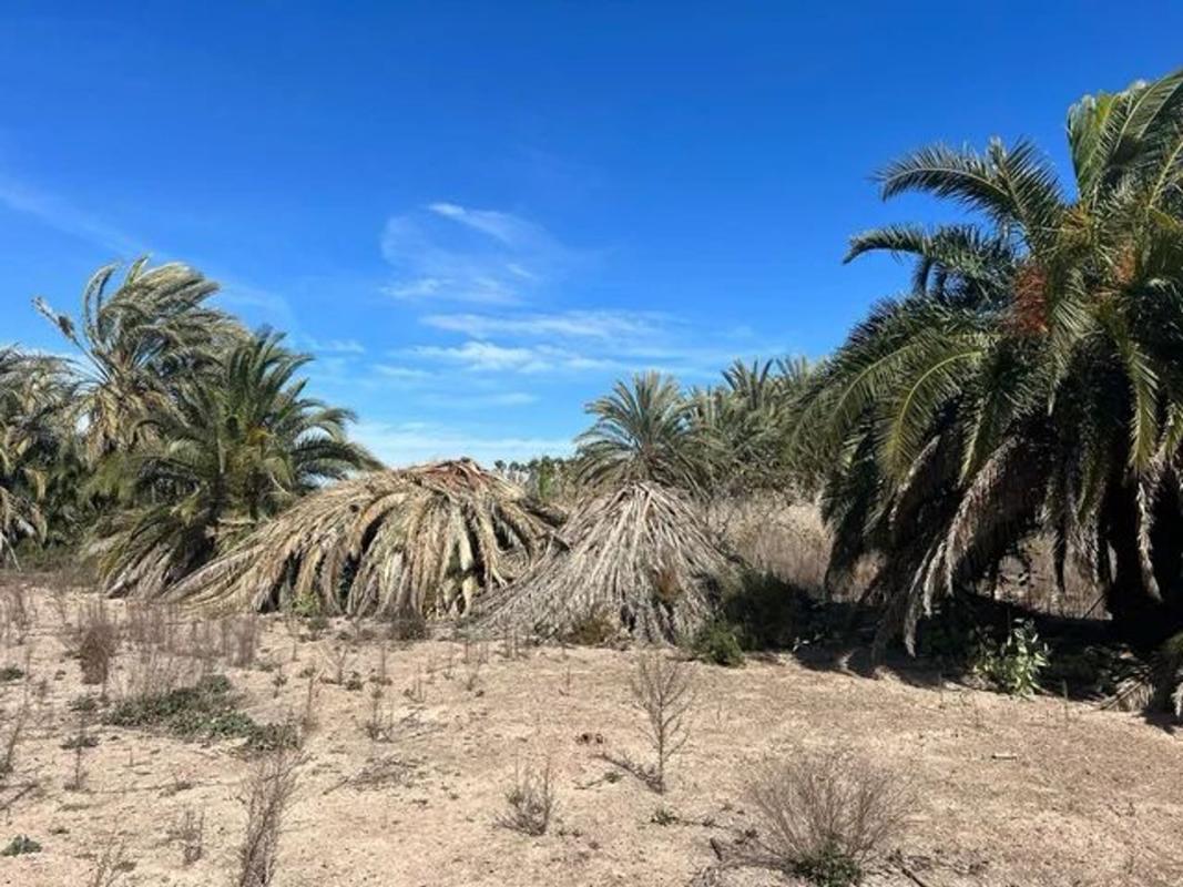 Land for sale in Crevillente, Alicante photo 2