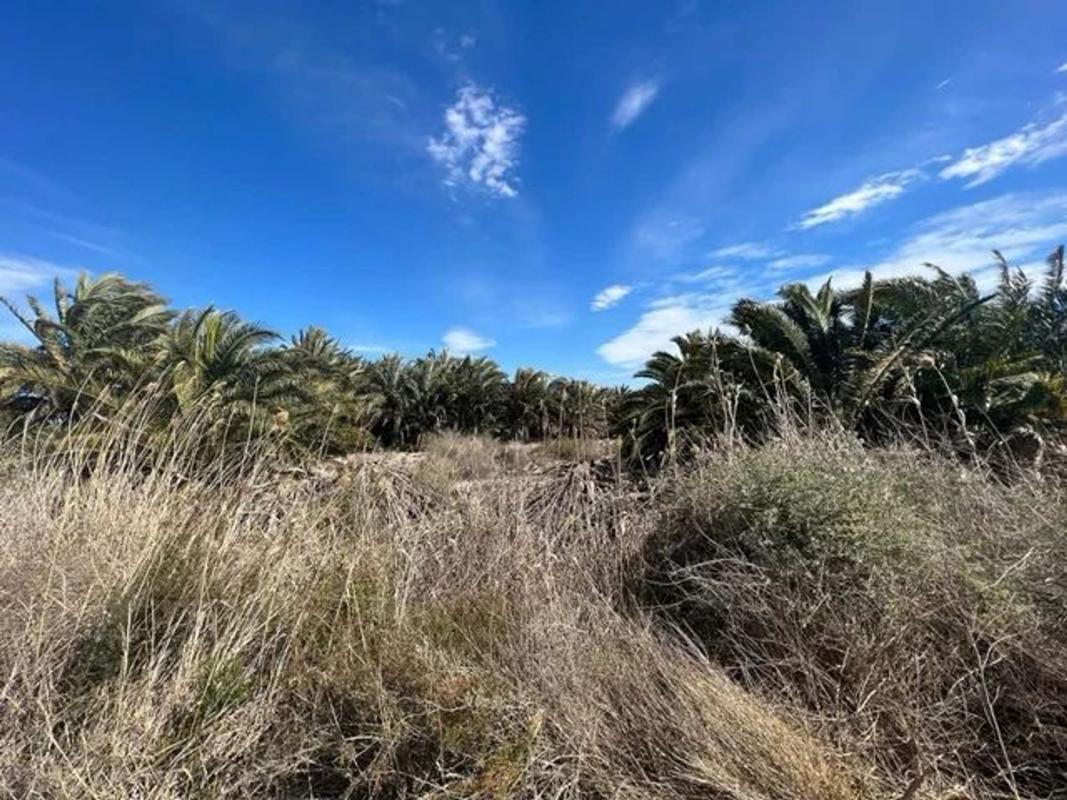 Land for sale in Crevillente, Alicante photo 5