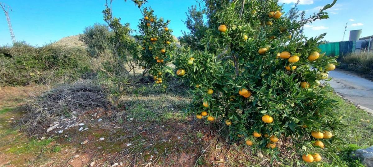 Działka na sprzedaż w Dénia, Alicante photo 3