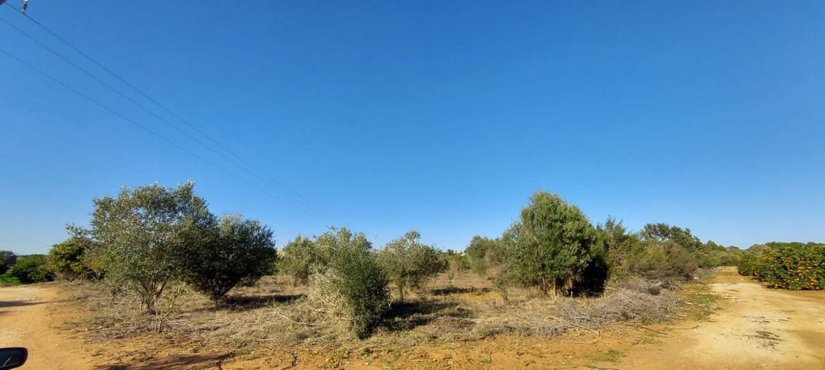 Działka na sprzedaż w Dénia, Alicante photo 4
