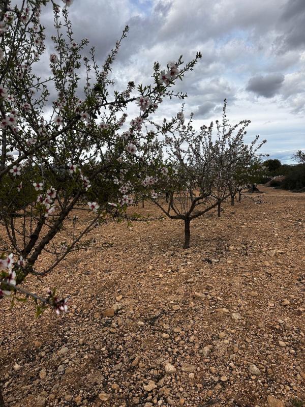 Terreno en venta en Biar, Alicante photo 1