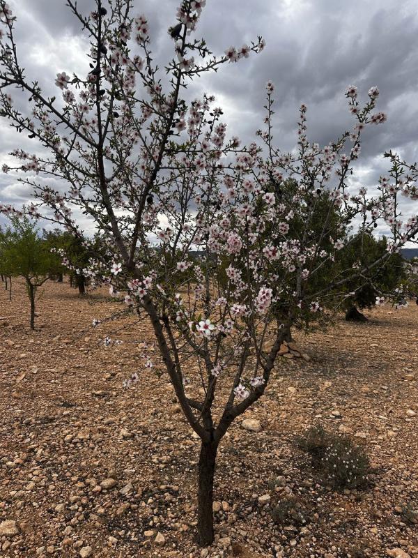 Terreno en venta en Biar, Alicante photo 2