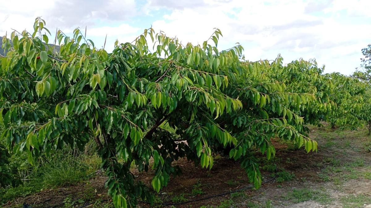 Участок земли на продажу в Валь-де-Гальинера, Аликанте photo 1